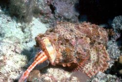 Scorpionfish/Trumpetfish; Roatan; Housed Nikon F, 55 Auto... by Rick Tegeler 